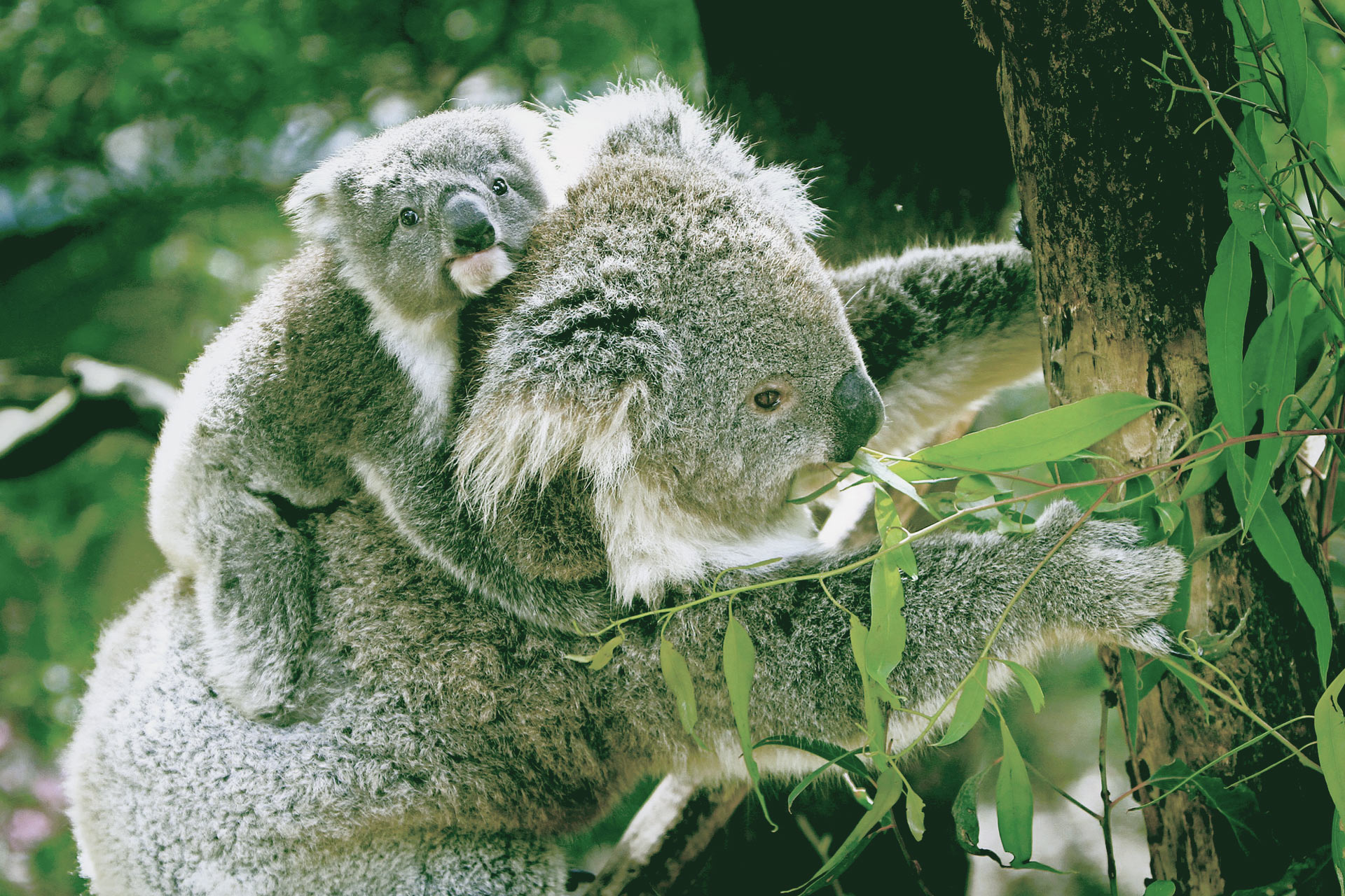 Australien